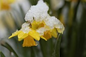 Daffodil Narcissus spp flower covered in snow, Suffolk, England, UK