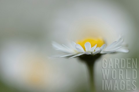 Common_daisy_Bellis_perennis_flower_Suffolk_England_UK