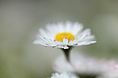 Common daisy Bellis perennis flower, Suffolk, England, UK