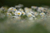 Common daisy Bellis perennis flowers, Suffolk, England, UK
