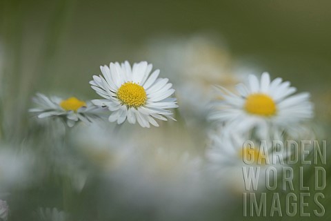 Common_daisy_Bellis_perennis_flowers_Suffolk_England_UK