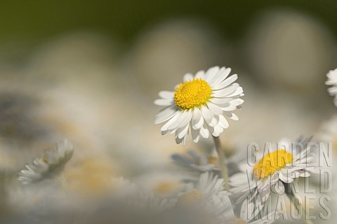 Common_daisy_Bellis_perennis_flower_Suffolk_England_UK
