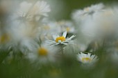Common daisy Bellis perennis flowers, Suffolk, England, UK