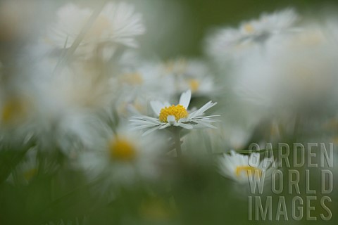 Common_daisy_Bellis_perennis_flowers_Suffolk_England_UK