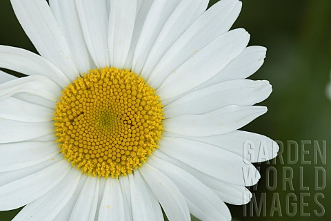 Oxeye_daisy_Leucanthemum_vulgare_single_flower_Suffolk_England_UK