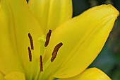 Day lily Hemerocallis spp single yellow flower, Suffolk, England, UK