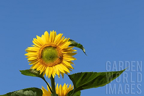 Common_sunflower_Helianthus_annuus_single_flower_Suffolk_England_UK