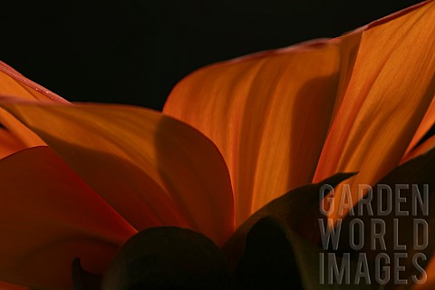 Mexican_sunflower_Tithonia_rotundifolia_single_flower_petals_backlit_Suffolk_England_UK