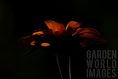 Mexican_sunflower_Tithonia_rotundifolia_single_flower_backlit_Suffolk_England_UK
