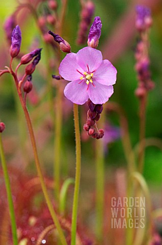 DROSERA_CAPENSIS_RED_FORM_SUNDEW