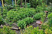 ALLOTMENT GARDEN WITH VEGETABLE AND PERENNIAL BEDS