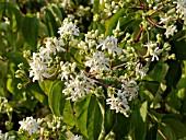 HEPTACODIUM MICONIOIDES, SEVEN SONS FLOWER