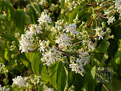 HEPTACODIUM_MICONIOIDES_SEVEN_SONS_FLOWER