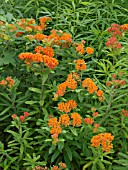 ASCLEPIAS TUBEROSA, BUTTERFLY WEED