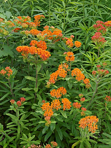 ASCLEPIAS_TUBEROSA_BUTTERFLY_WEED