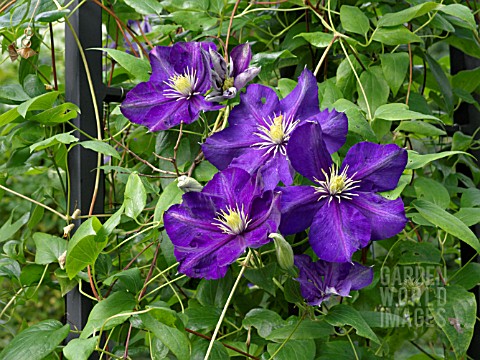 CLEMATIS_VITICELLA_LADY_BETTY_BALFOUR_ITALIAN_CLEMATIS