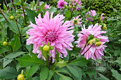 DAHLIA_EPPING_FOREST