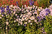 ANEMONE TOMENTOSA SERENADE AND ACONITUM CARMICHAELII ARENDSII, (SYN. ACONITUM ARENDSII)