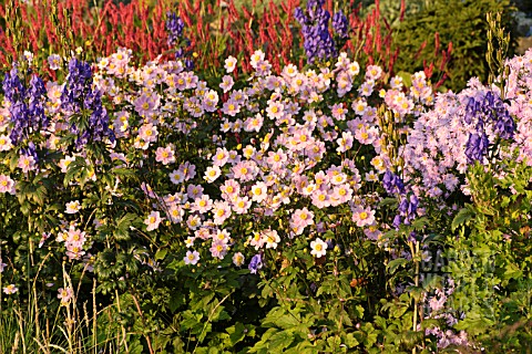 ANEMONE_TOMENTOSA_SERENADE_AND_ACONITUM_CARMICHAELII_ARENDSII_SYN_ACONITUM_ARENDSII