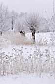 SALIX AND PHRAGMITES AUSTRALIS AT A WINTRY POND