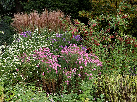 ASTER_IN_MIXED_AUTUMN_BORDER