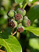 HEDERA HELIX, COMMON IVY