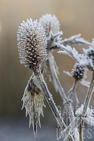 FROST_ON_ERYNGIUM_SILVER_GHOST