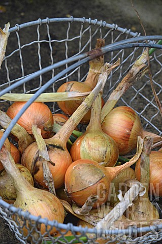ONIONS_DRYING_IN_WIRE_BASKET