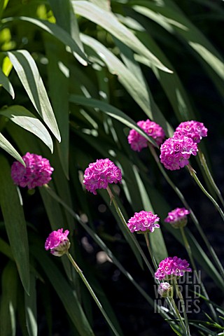 ARMERIA__DUSSELDORF_PRIDE_IN_FRONT_OF_THE_FOLIAGE_FROM_THE_CROCOSMIA__JACKANAPES