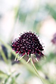 SCABIOSA ATROPURPUREA CHILE BLACK SOMETIMES CALLED THE ACE OF SPADES.  DEEP CLARET PURPLE FLOWER HEADS WITH GREY GREEN LEAVES.