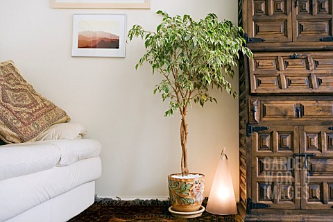 FICUS_BENJAMINA_VARIEGATA_VARIEGATED_FIG__WEEPING_FIG_A_PLANT_THAT_WILL_TOLERATE_SHADE_PICTURED__IN_
