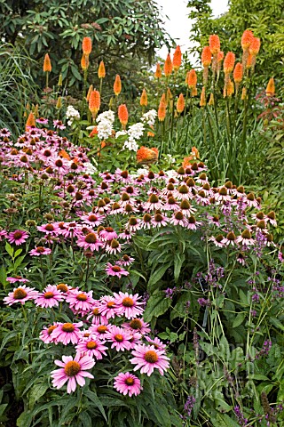 ECHINACEA_PURPUREA_MAGNUS_WITH_KNIPHOFIA_TRIANGULARIS__RED_HOT_POKERS_IN_THE_BACKGROUND