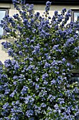 CEANOTHUS ARBOREUS TREWITHEN BLUE,  GROWING UP THE FRONT OF THE HOUSE AT RHS GARDEN,  HYDE HALL