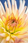 CLOSE UP OF A BORDER HYBRID DAHLIA WITH YELLOW AND ORANGE COLOURING.