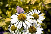 ECHINACEA PURPUREA, WHITE SWAN WITH BUTTERFLY
