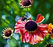 HELENIUM SAHINS EARLY FLOWERER  WITH BEE