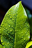 MAGNOLIA LEAF WITH WATER DROPLETS
