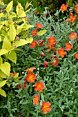 HELIANTHEMUM FIRE DRAGON,  WITH,  SPIRAEA JAPONICA CANDLELIGHT