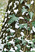 SNOW ON HEDERA HELIX (IVY)