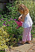 CHILD WATERING PLANTS WITH A WATERING CAN,  SURREY: LATE JUNE