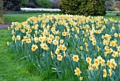 GARDEN SCENE WITH NARCISSUS BORDER BEAUTY,  RHS WISLEY: APRIL