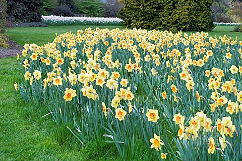GARDEN_SCENE_WITH_NARCISSUS_BORDER_BEAUTY__RHS_WISLEY_APRIL