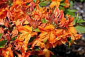 RHODODENDRON HANGERS FLAME,  RHS WISLEY: MAY