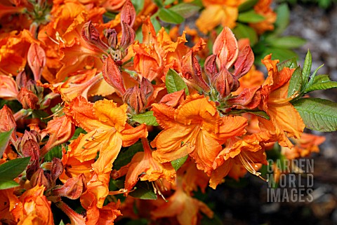 RHODODENDRON_HANGERS_FLAME__RHS_WISLEY_MAY
