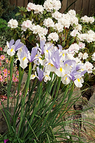 IRIS_SILVER_BEAUTY_WITH_HELIANTHEMUM_WISLEY_PINK_AND_RHODODENDRON_SCHNEEKRONE__MAY