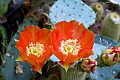 OPUNTIA IN FLOWER,  HOLLY GATE CACTUS GARDEN,  ASHINGTON,  WEST SUSSEX: MAY