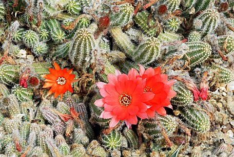 ECHINOPSIS_CHAMAECEREUS_FIRE_CHIEF__HOLLY_GATE_CACTUS_GARDEN__ASHINGTON__WEST_SUSSEX_MAY