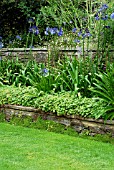 RETAINING WALLS ACCOMMODATING CHANGE IN LEVELS. LOWER BED PLANTED WITH GERANIUM CV. PEROVSKIA BLUE SPIRE AND AGAPANTHUS CVS.LOCH HOPE,  PURPLE CLOUD AND TORBAY,  RHS WISLEY: AUGUST.