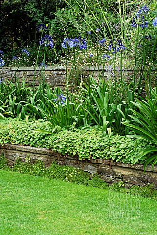RETAINING_WALLS_ACCOMMODATING_CHANGE_IN_LEVELS_LOWER_BED_PLANTED_WITH_GERANIUM_CV_PEROVSKIA_BLUE_SPI