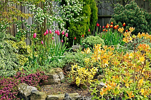 SPRING_GARDEN_WITH_RHODODENDRON_CVTULIPA_RENOWN_ON_LEFT_OF_PICTURE_TULIPA_KINGSBLOOD_AND_FRINGED_TUL